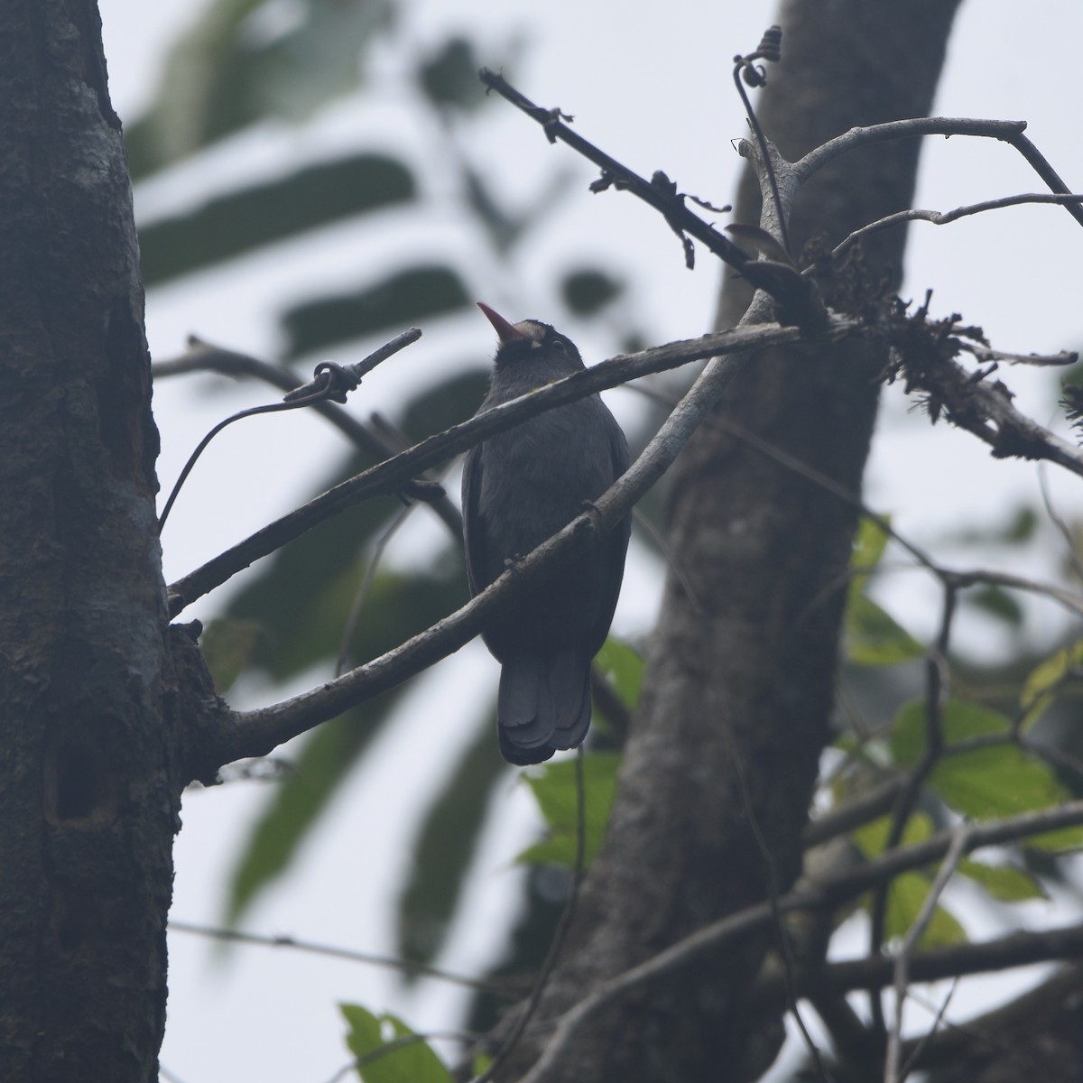 White-fronted Nunbird - ML646260313