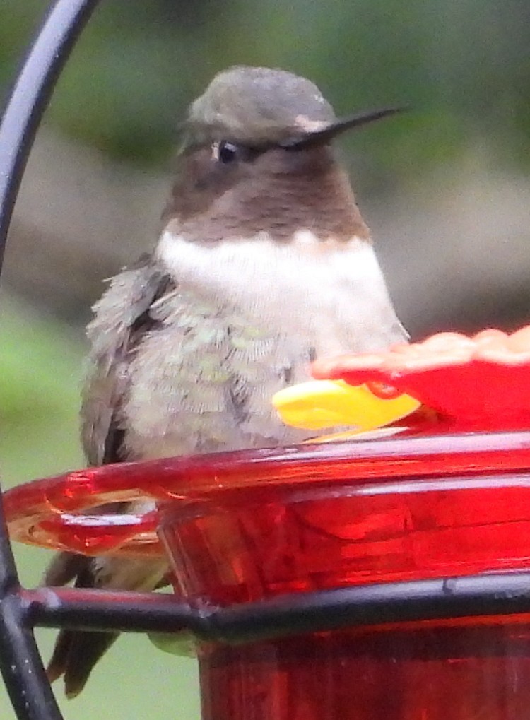 Colibri à gorge rubis - ML646260314