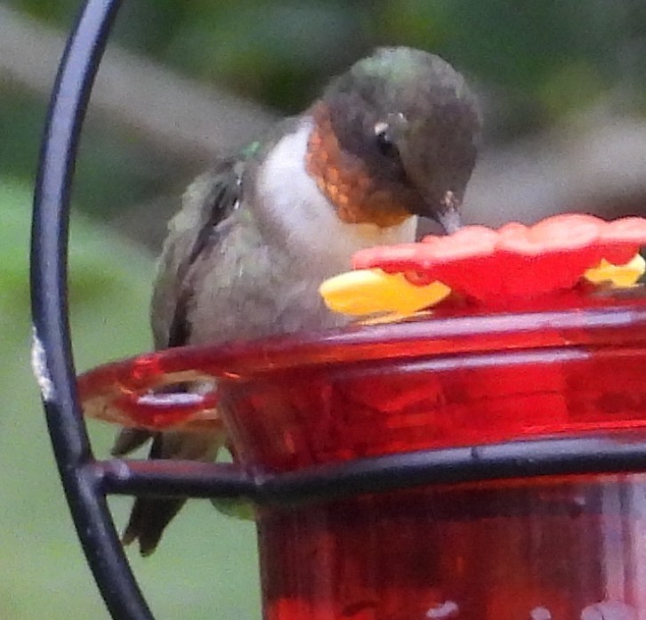 Colibri à gorge rubis - ML646260315