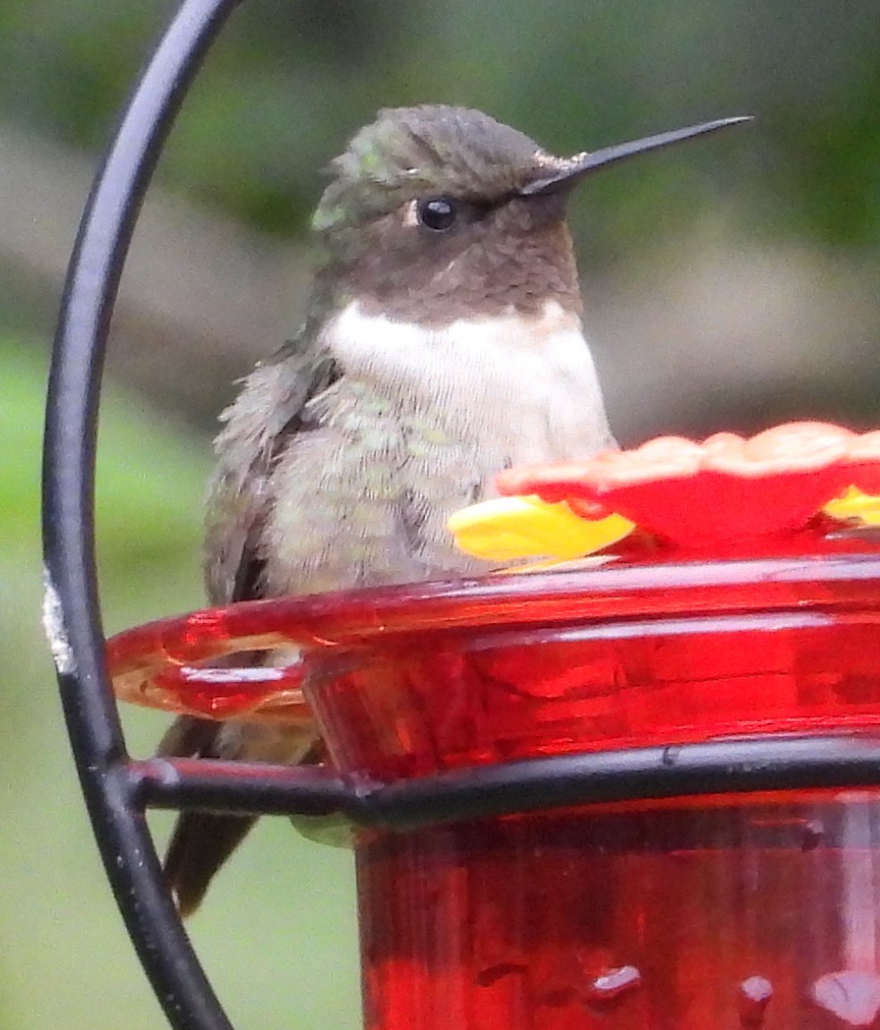 Colibri à gorge rubis - ML646260316