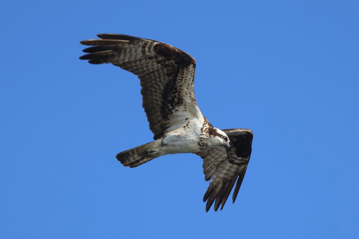Osprey - ML646260317