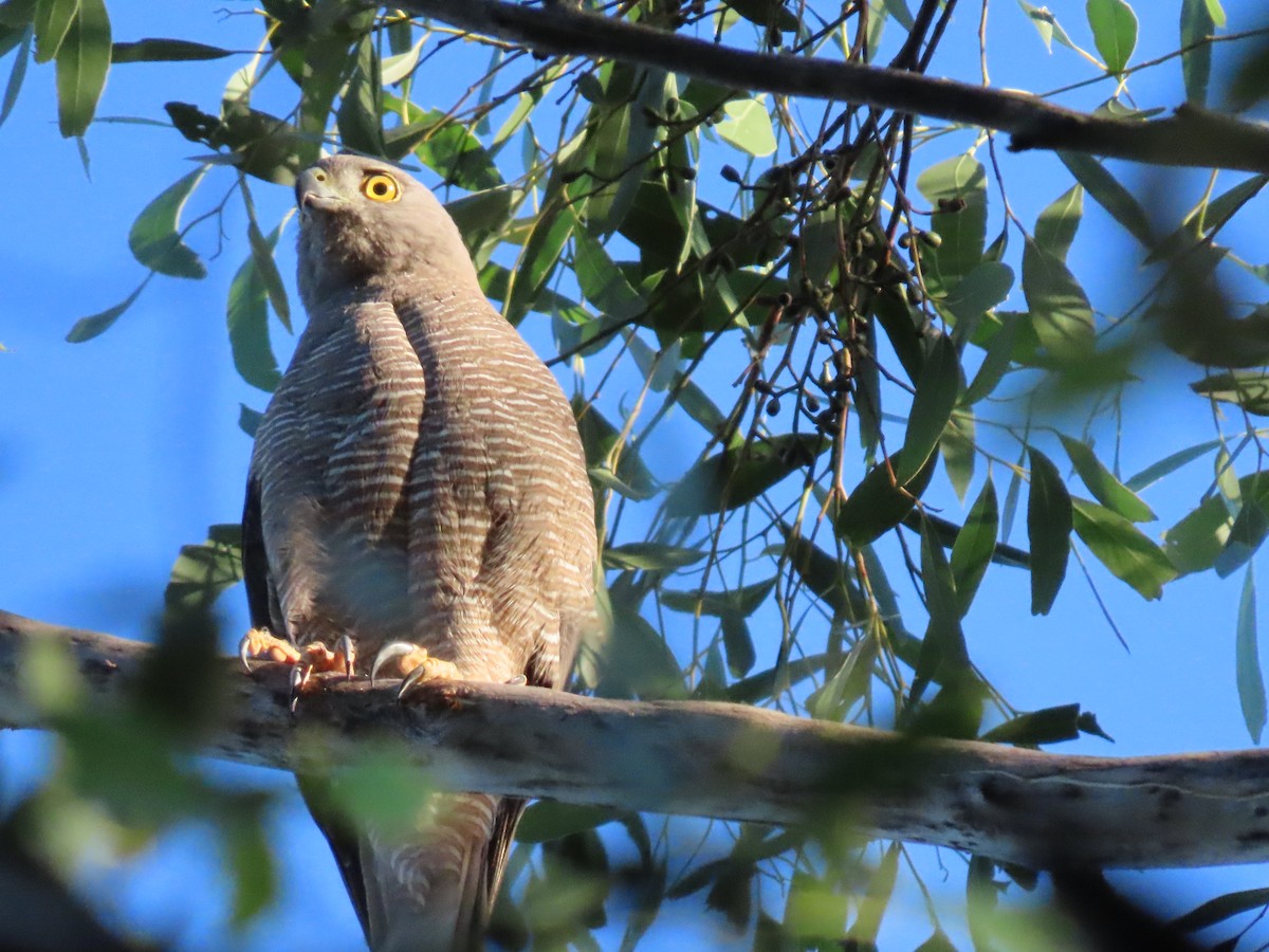 Brown Goshawk - ML646260319