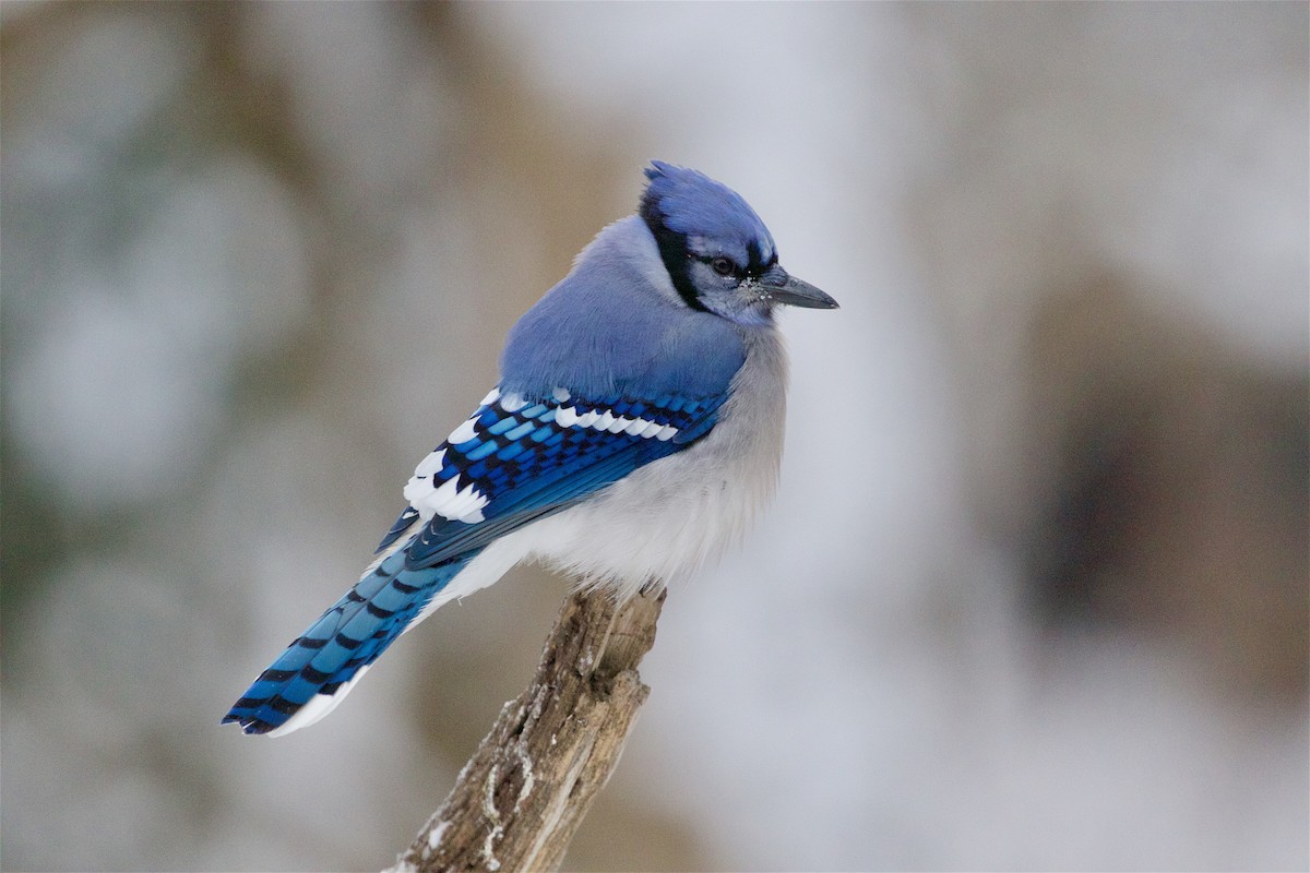 Blue Jay - ML646260321