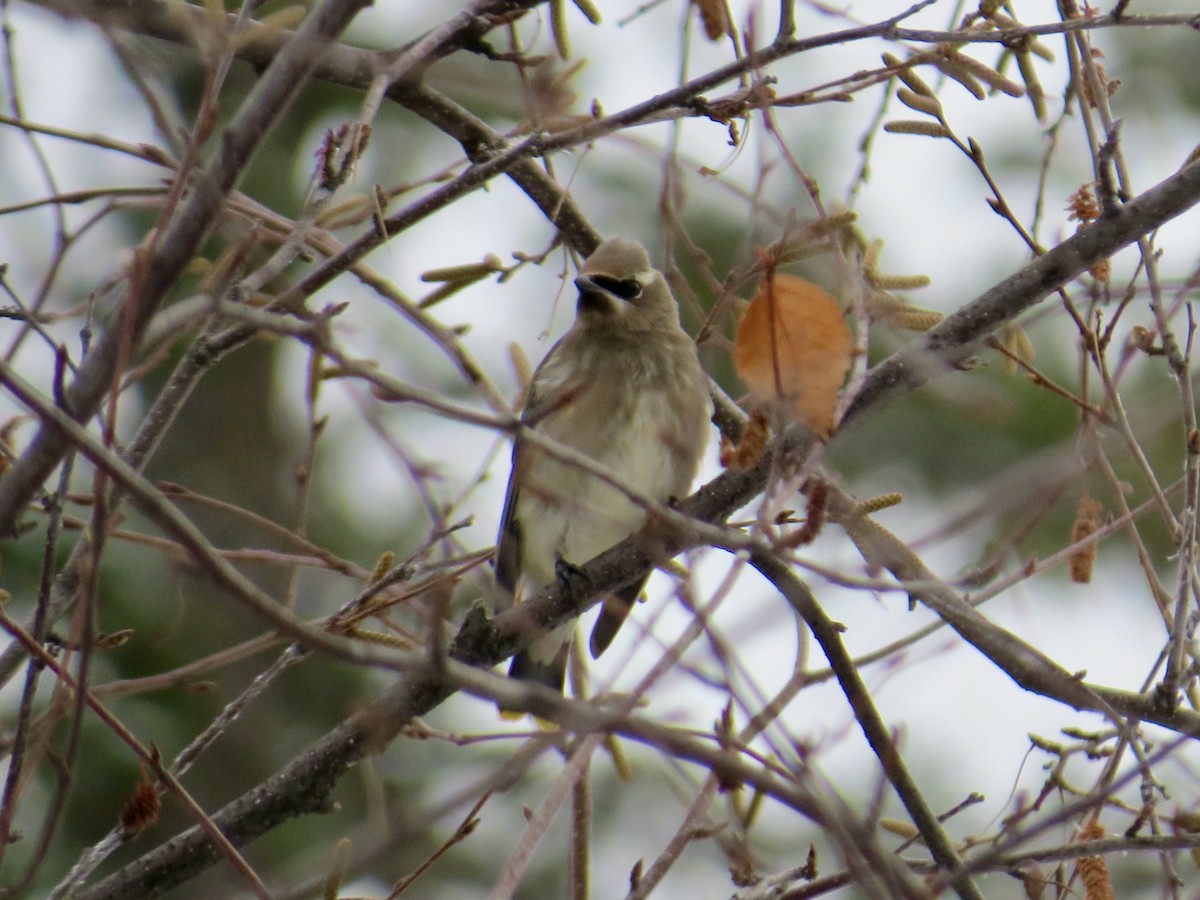 Cedar Waxwing - ML646260325