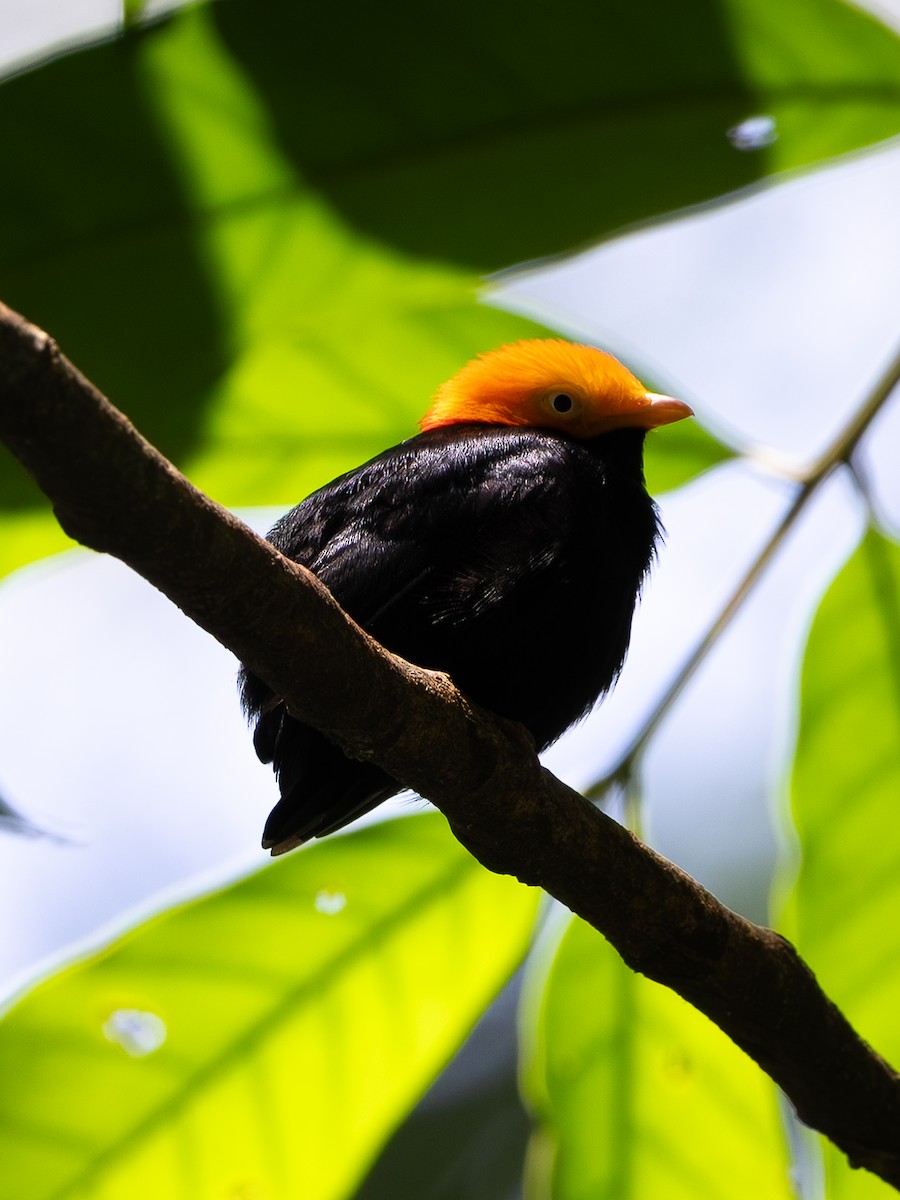 Golden-headed Manakin - ML646260328