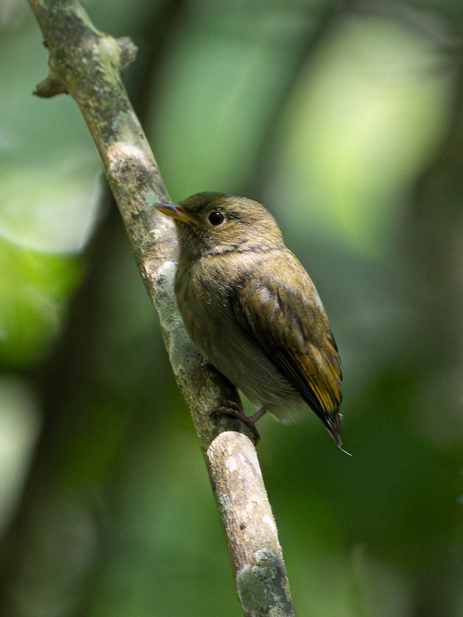 Golden-headed Manakin - ML646260329