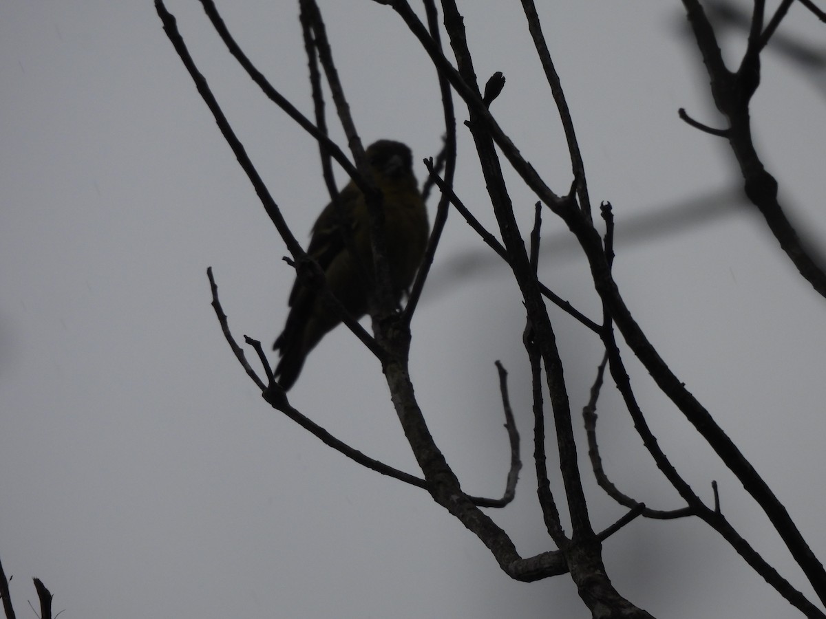 čížek jihoamerický - ML646260337