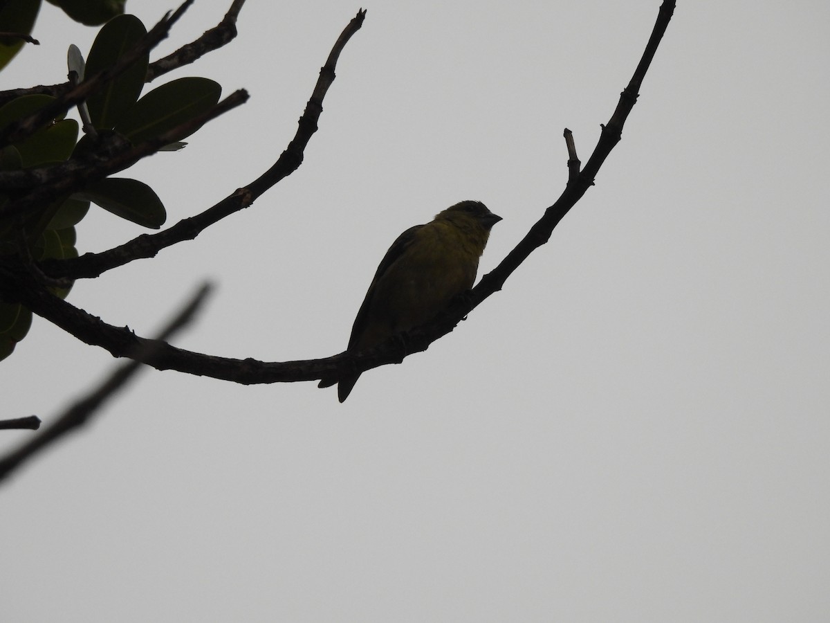 čížek jihoamerický - ML646260338