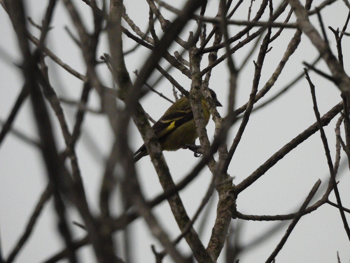 čížek jihoamerický - ML646260339