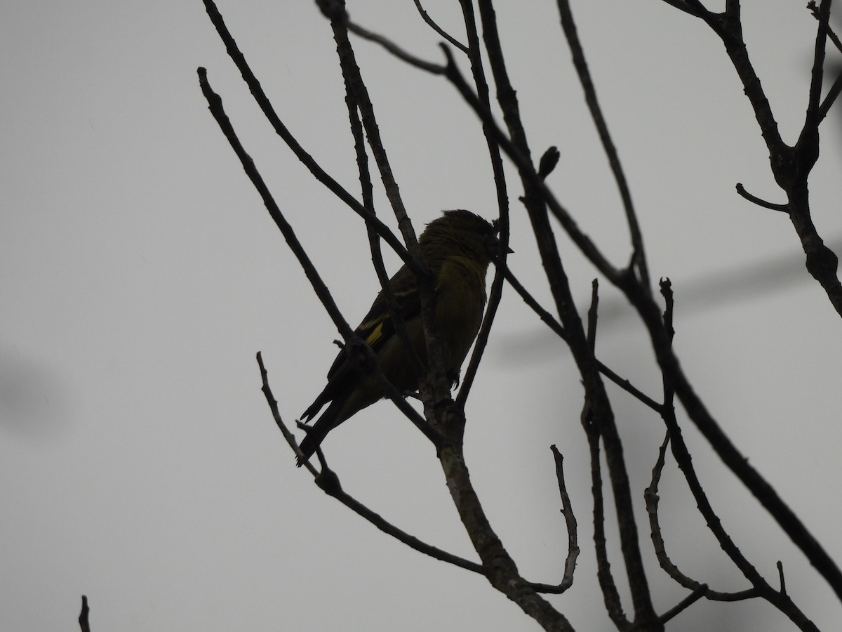 čížek jihoamerický - ML646260340