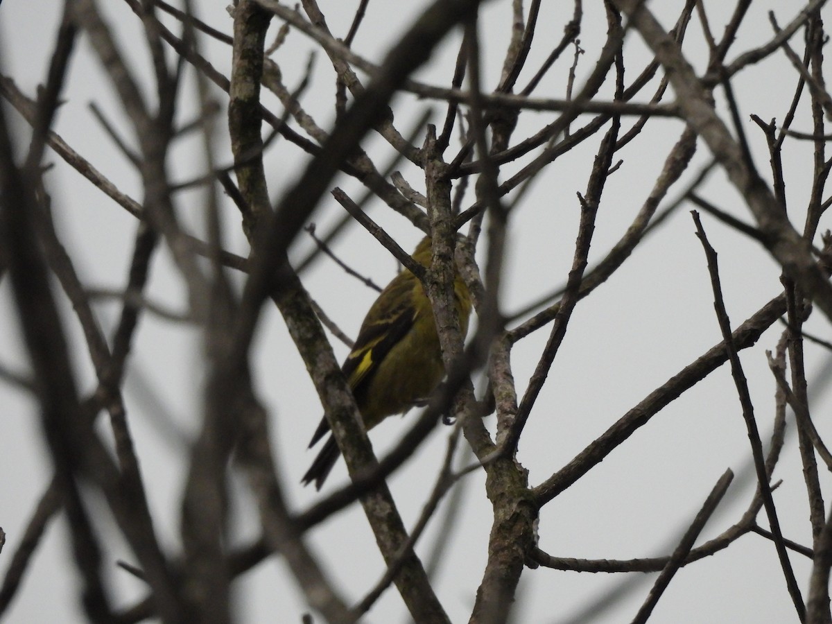 čížek jihoamerický - ML646260341