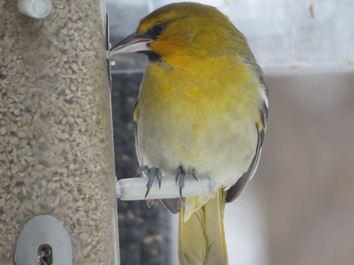 Bullock's Oriole - ML646260342