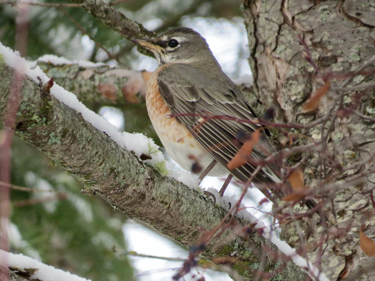 American Robin - ML646260343