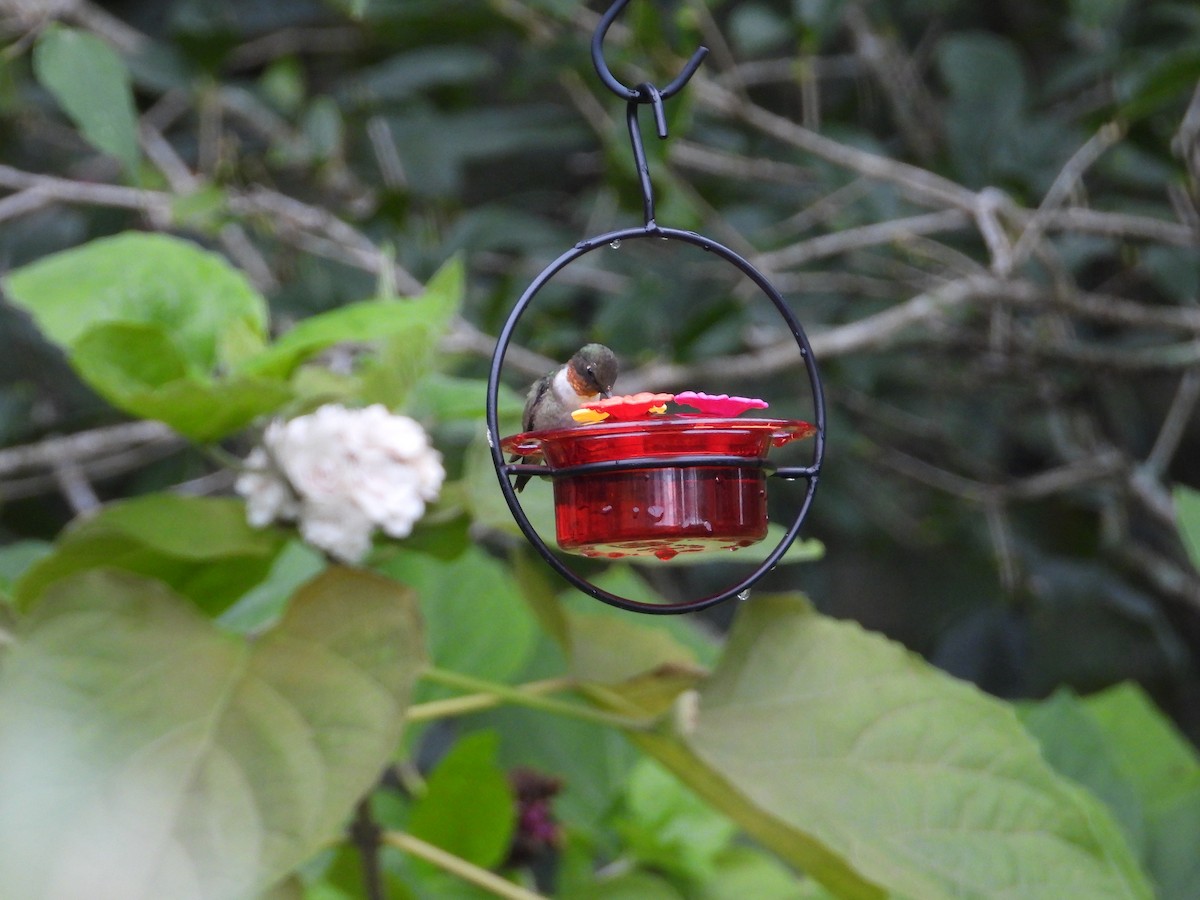 Colibri à gorge rubis - ML646260348