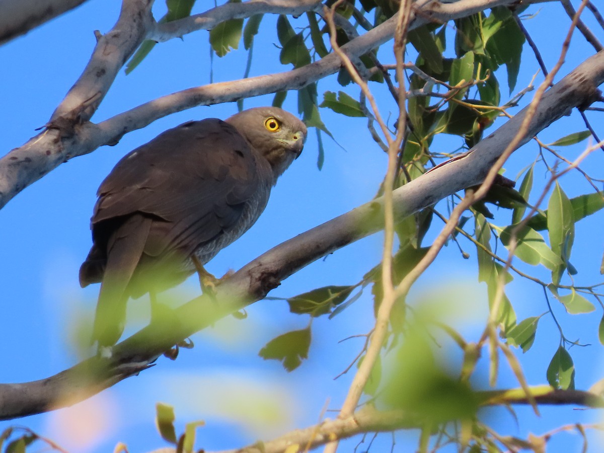 Brown Goshawk - ML646260349