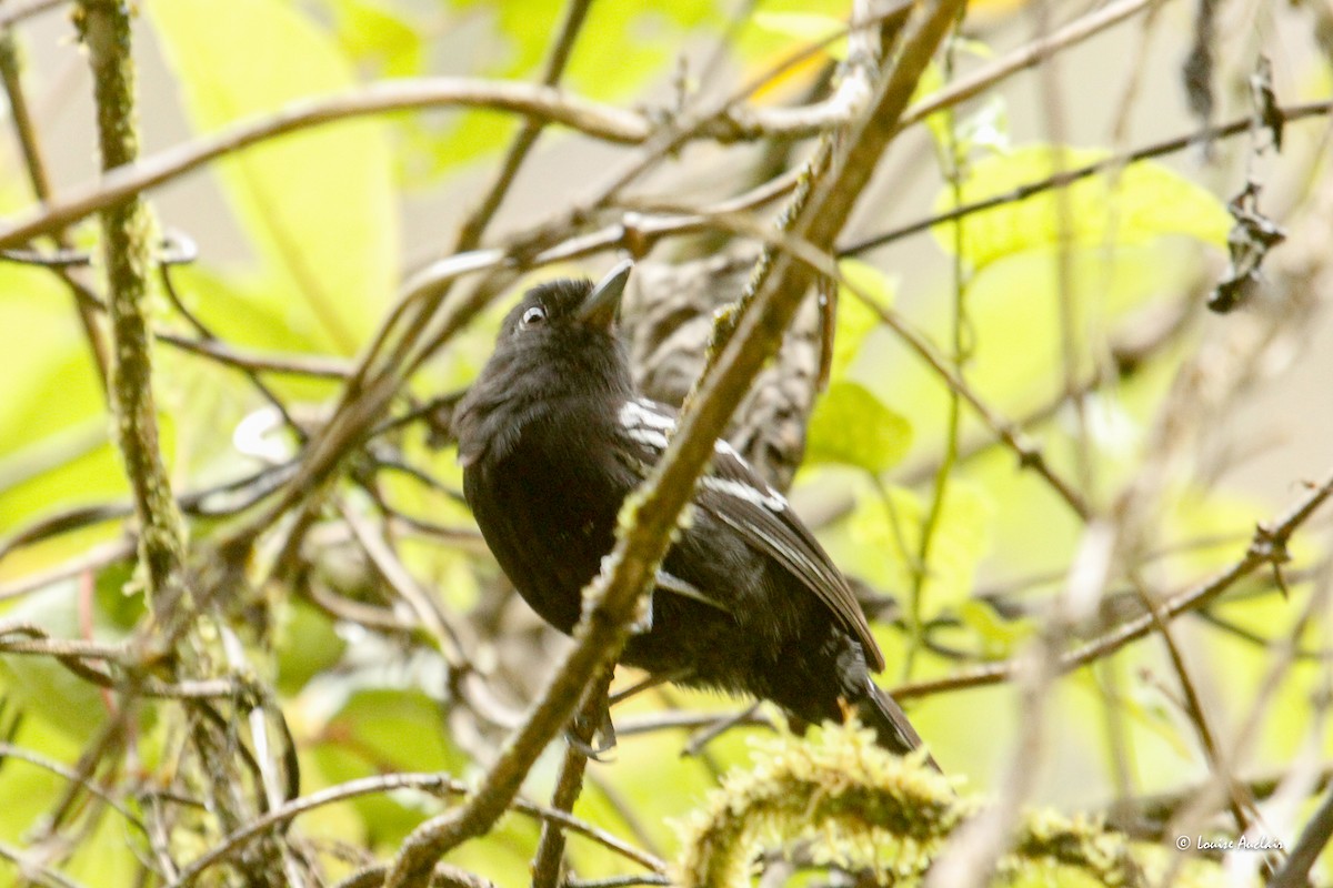 Variable Antshrike - ML646260350