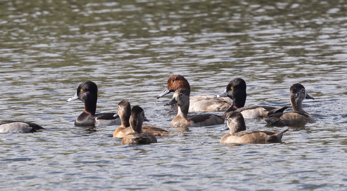 kobberhodeand - ML646260355