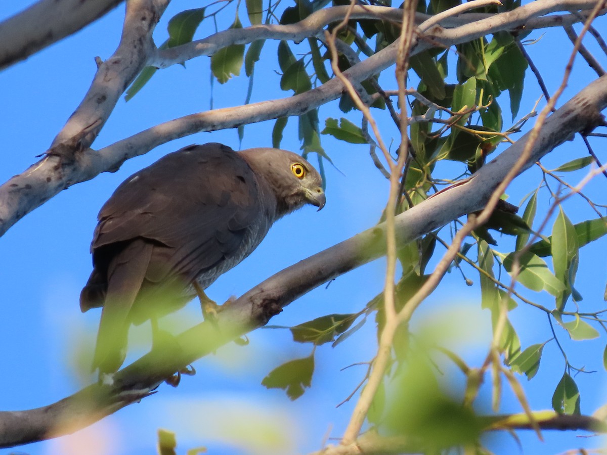 Brown Goshawk - ML646260356
