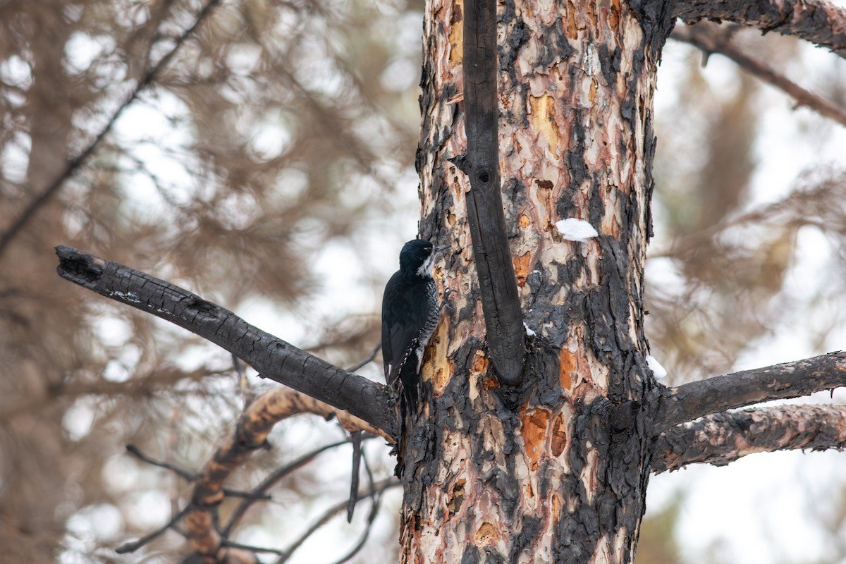 セグロミユビゲラ - ML646260359