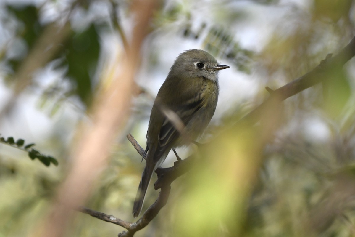 krattempid - ML646260366