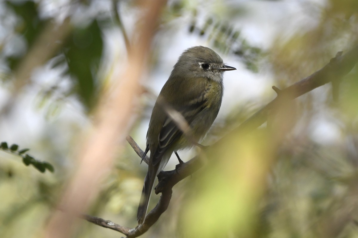 krattempid - ML646260367