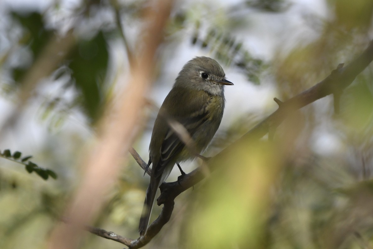 krattempid - ML646260368