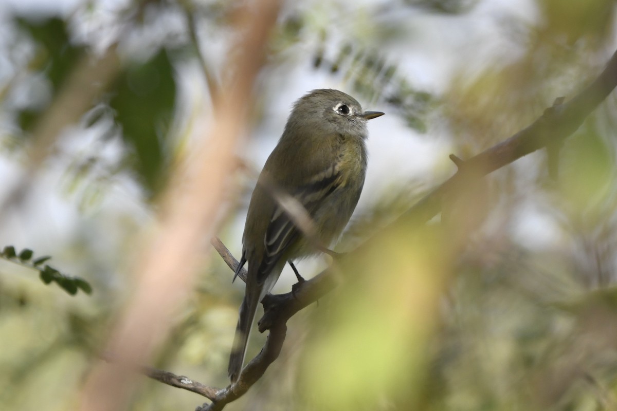 krattempid - ML646260369