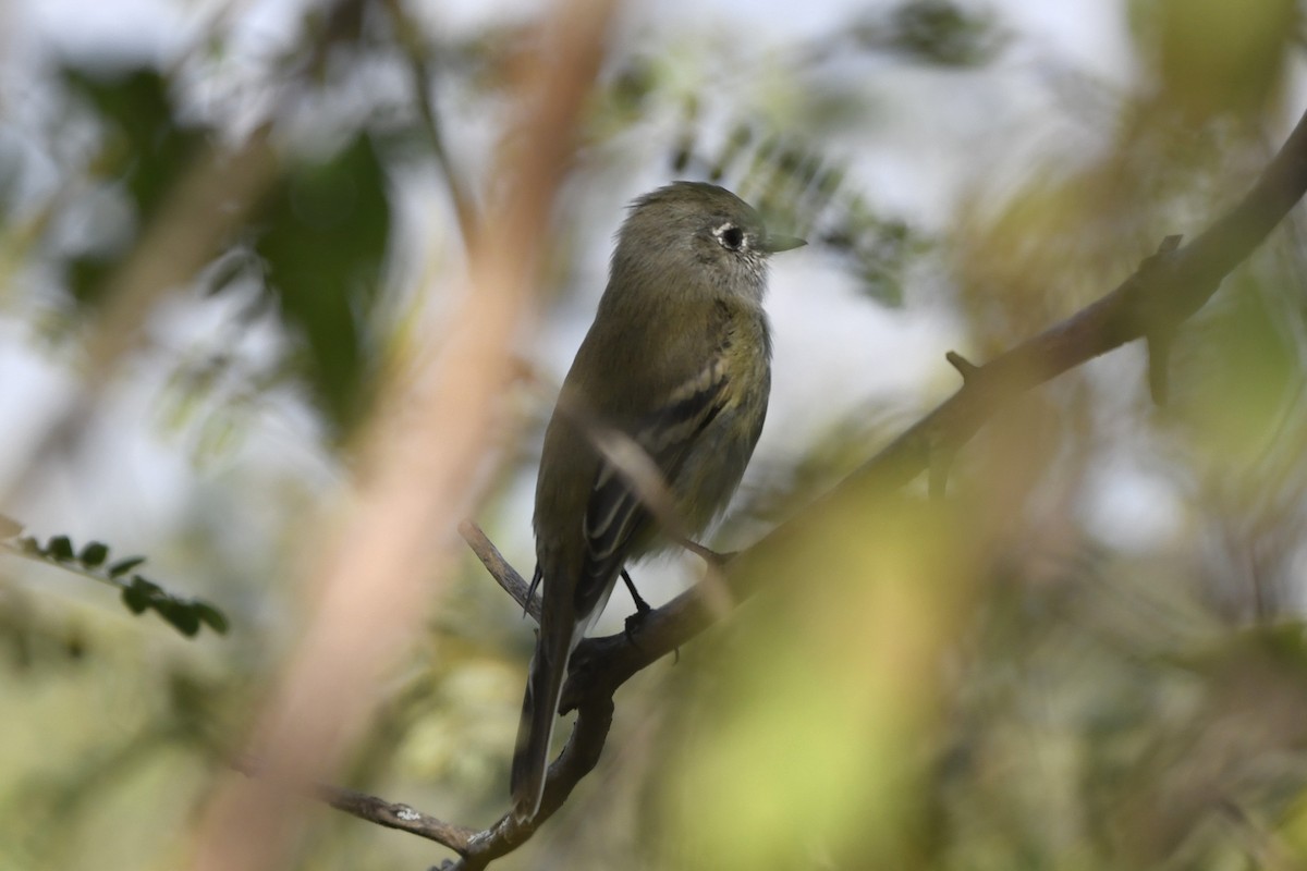 krattempid - ML646260370