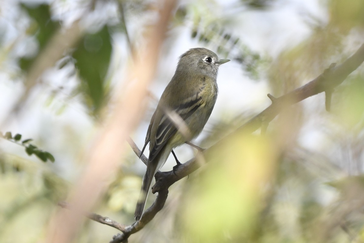 krattempid - ML646260371