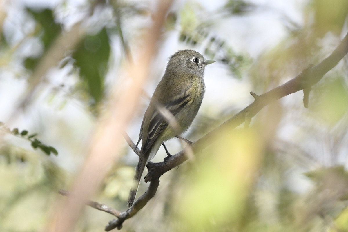 krattempid - ML646260372