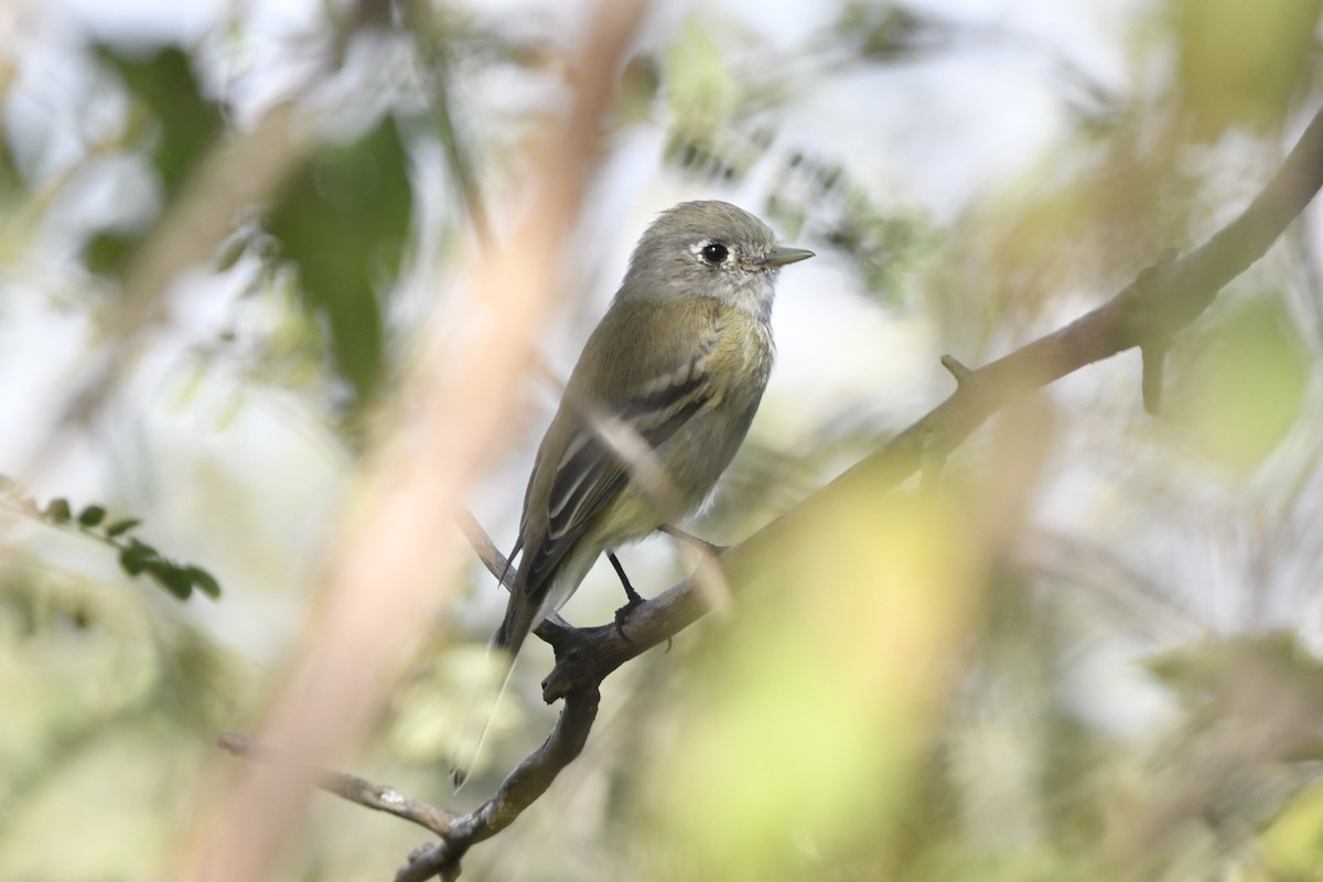 krattempid - ML646260373