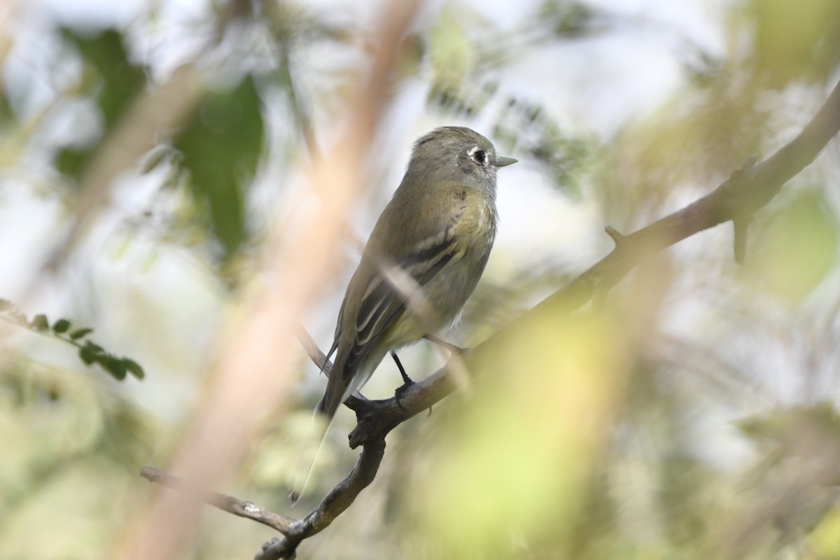 krattempid - ML646260374