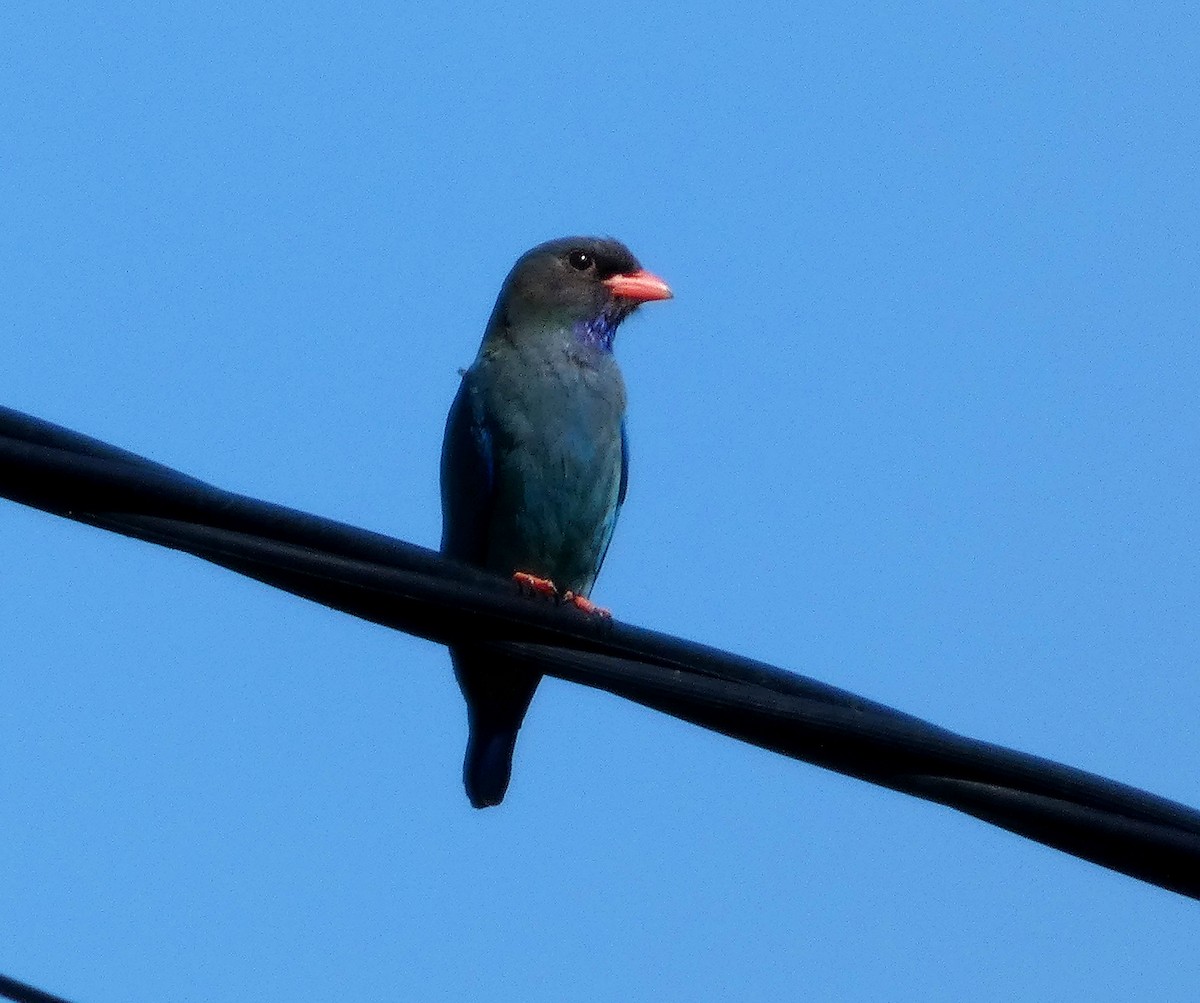 Dollarbird - ML646260375