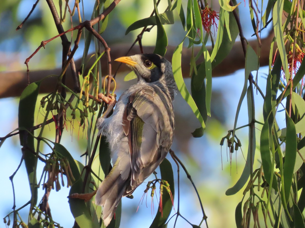 Noisy Miner - ML646260376