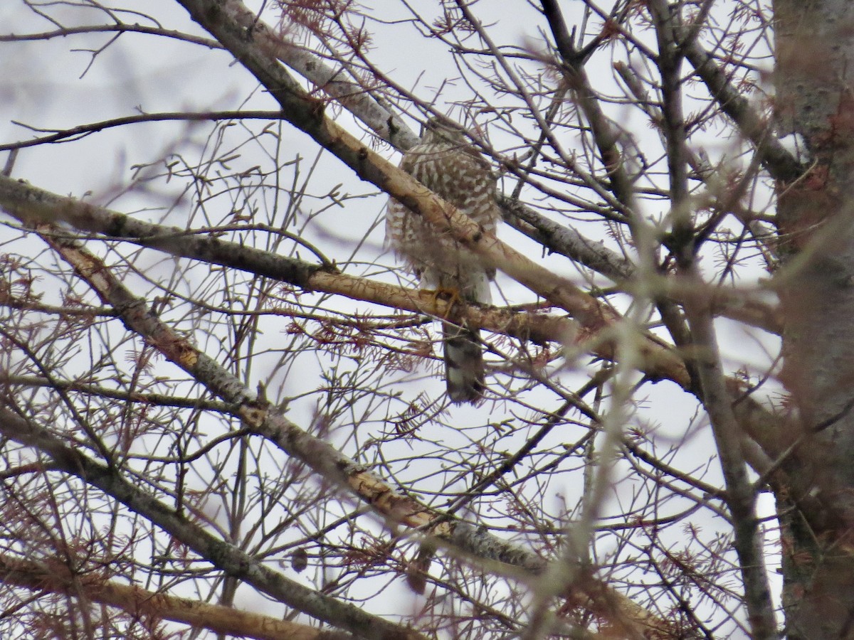 Sharp-shinned Hawk - ML646260377