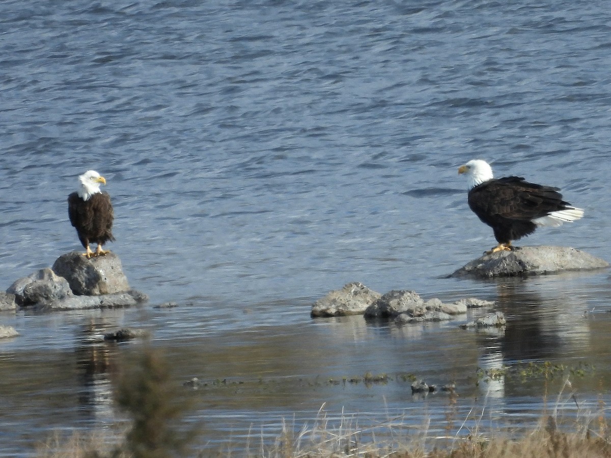 Bald Eagle - ML646260378