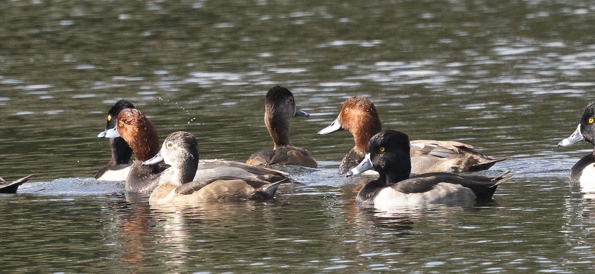 kobberhodeand - ML646260380