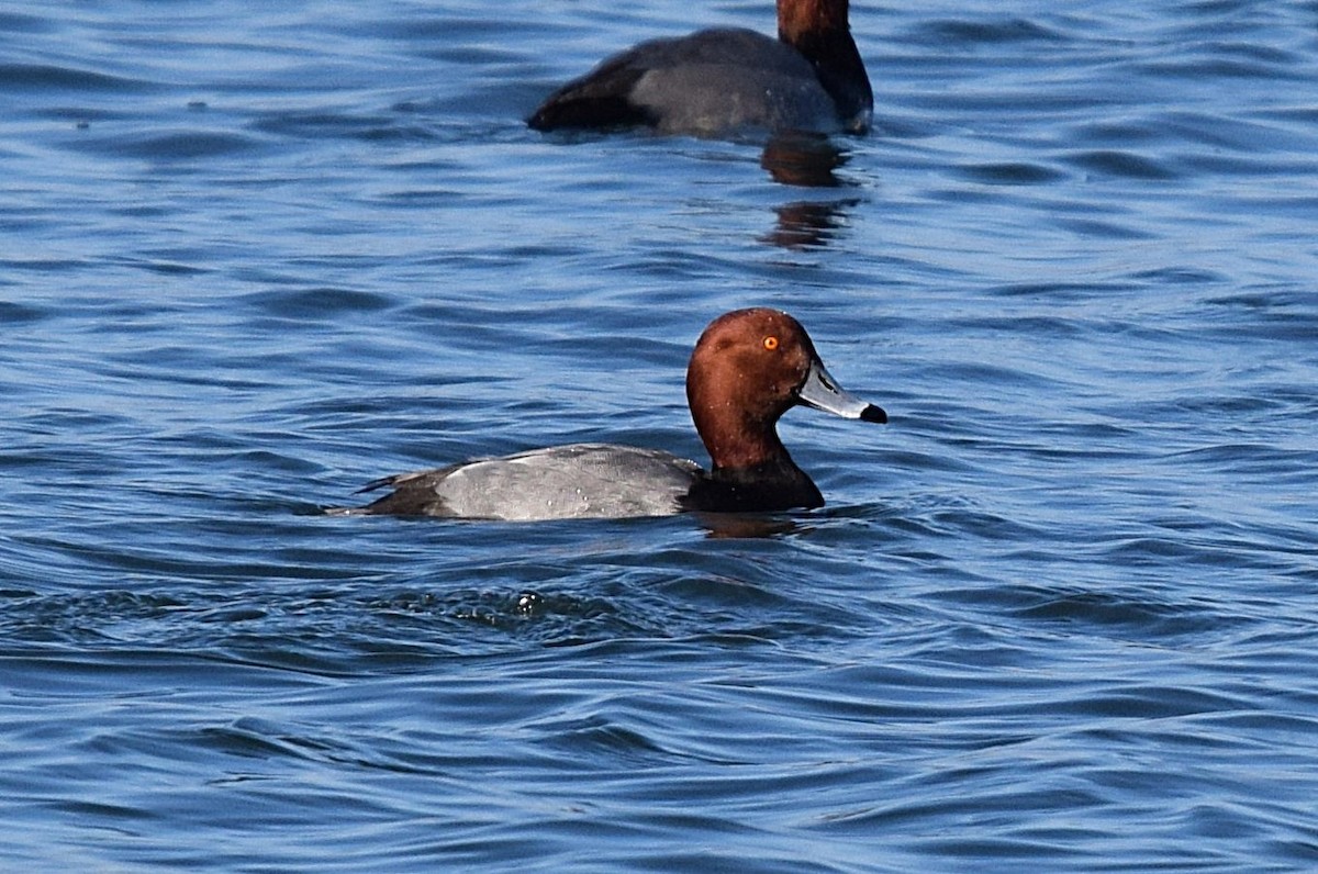 kobberhodeand - ML646260381