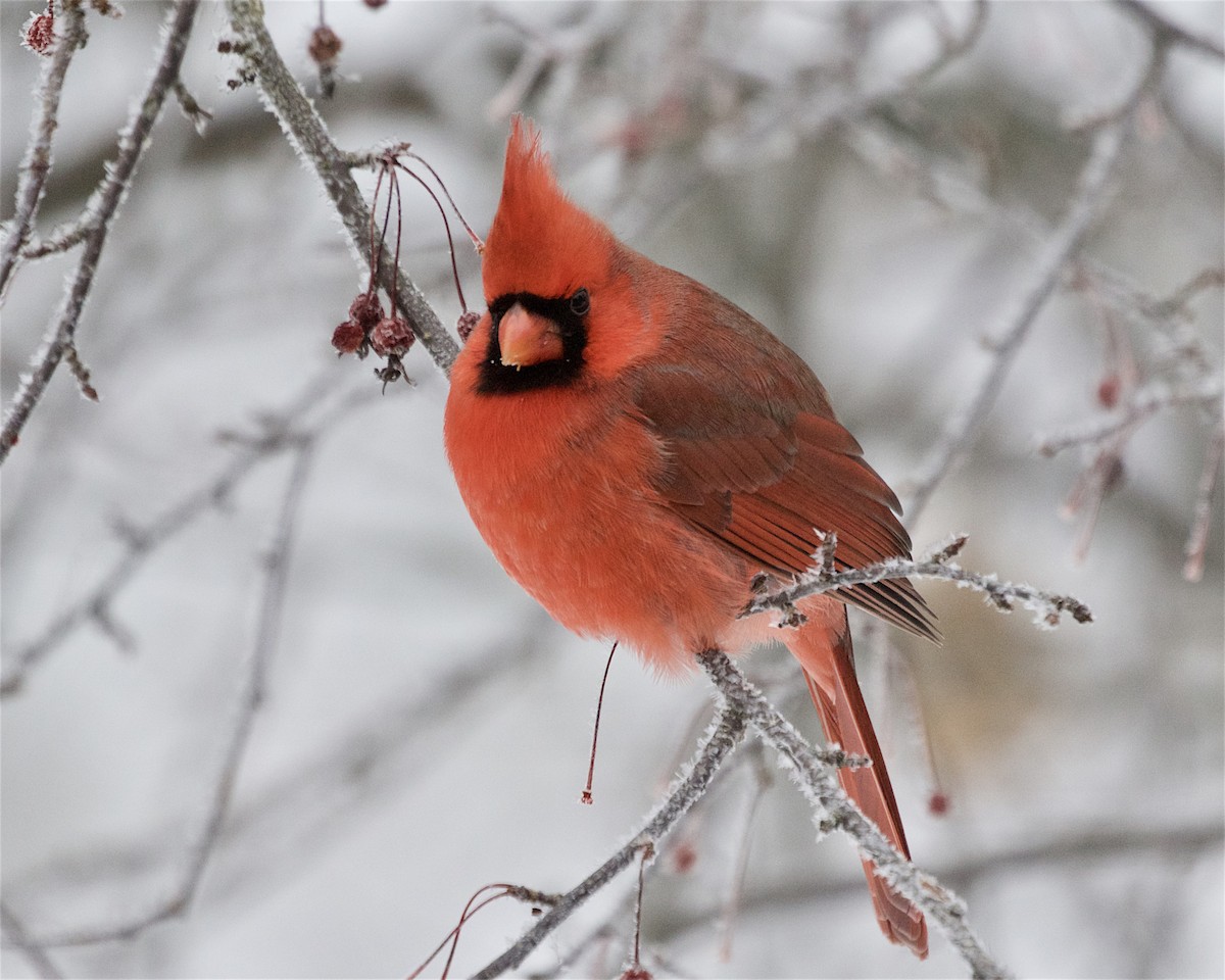 Northern Cardinal - ML646260382