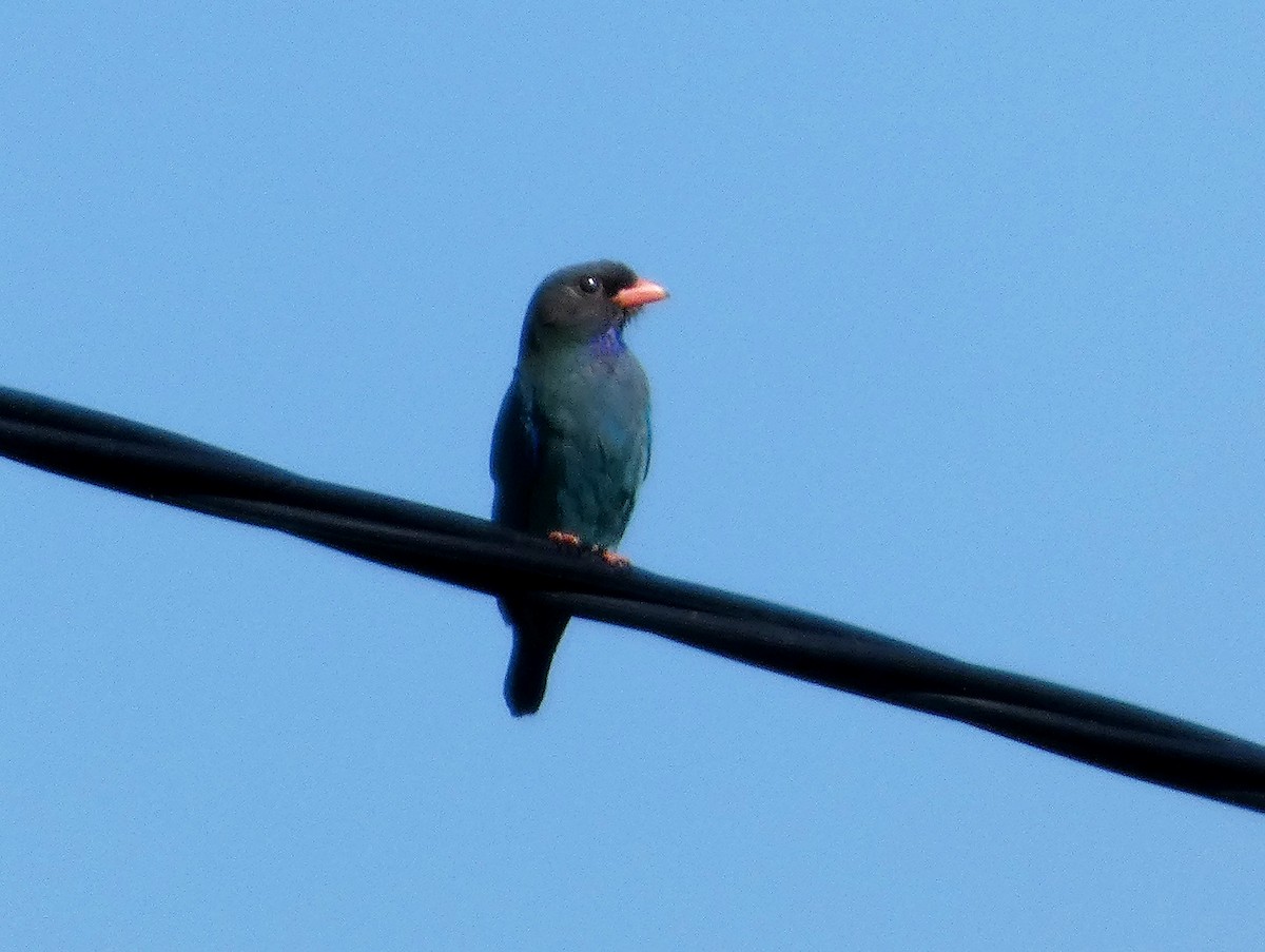 Dollarbird - ML646260385