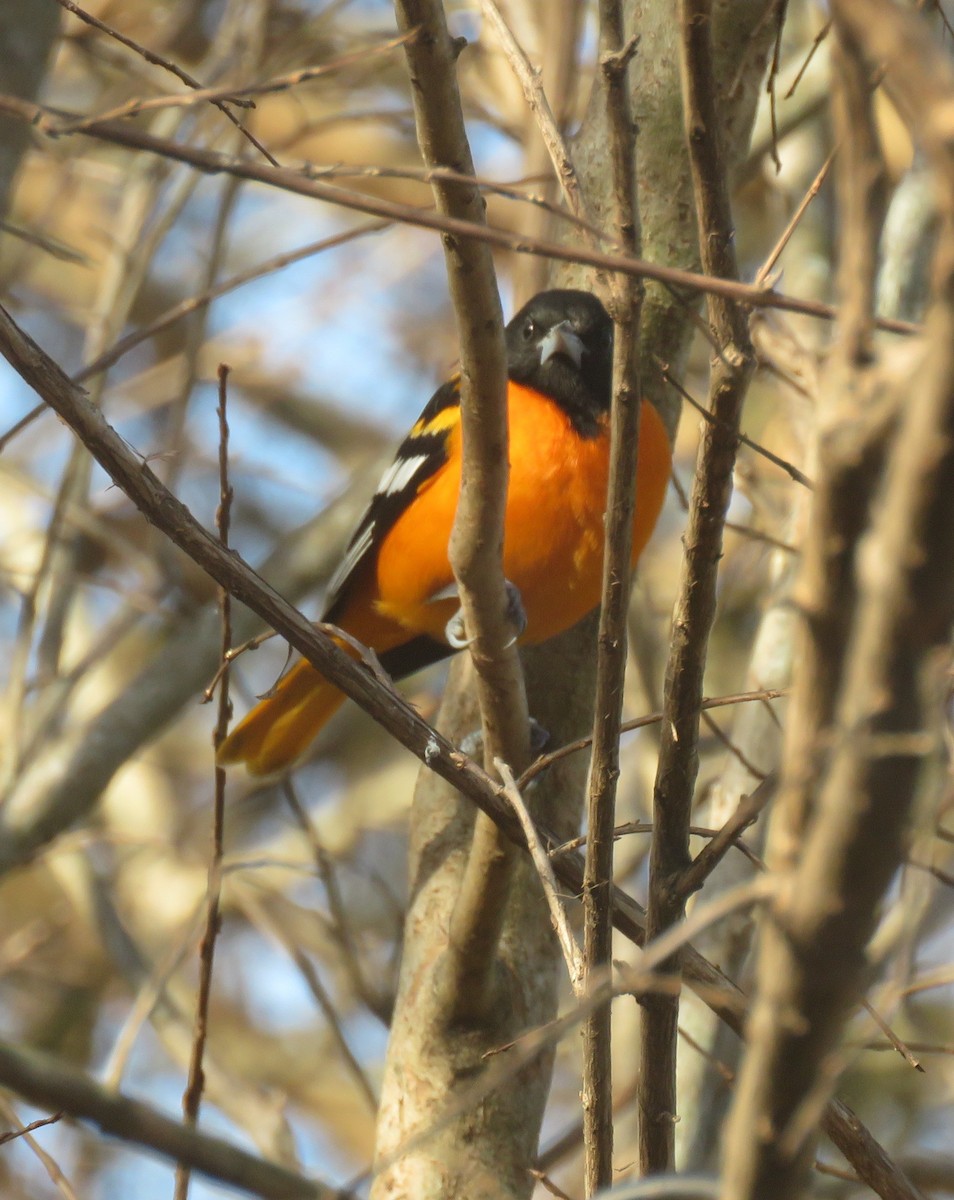 פזאי צפוני - ML646260396