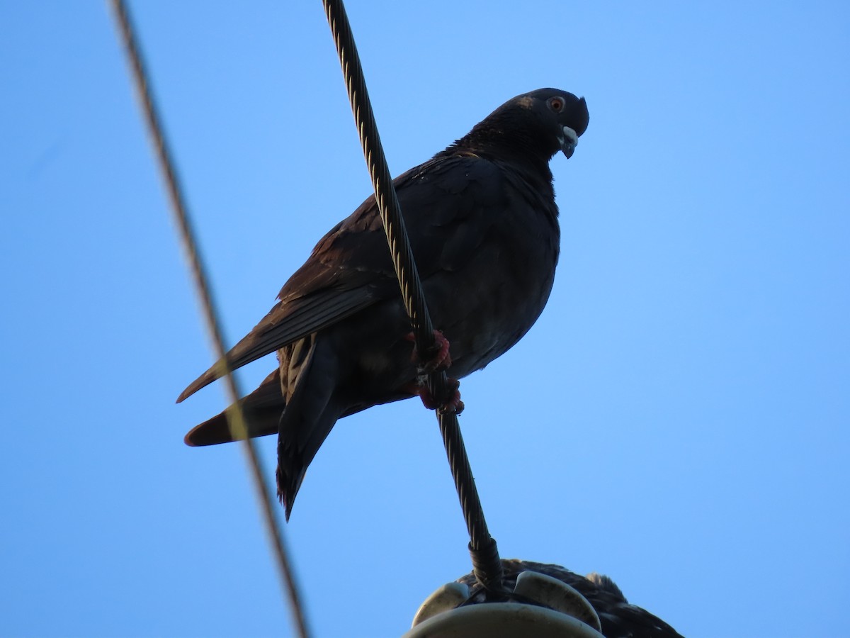 Kaya Güvercini (evcil tip) - ML646260400