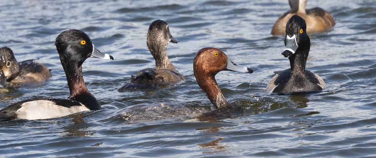 kobberhodeand - ML646260401