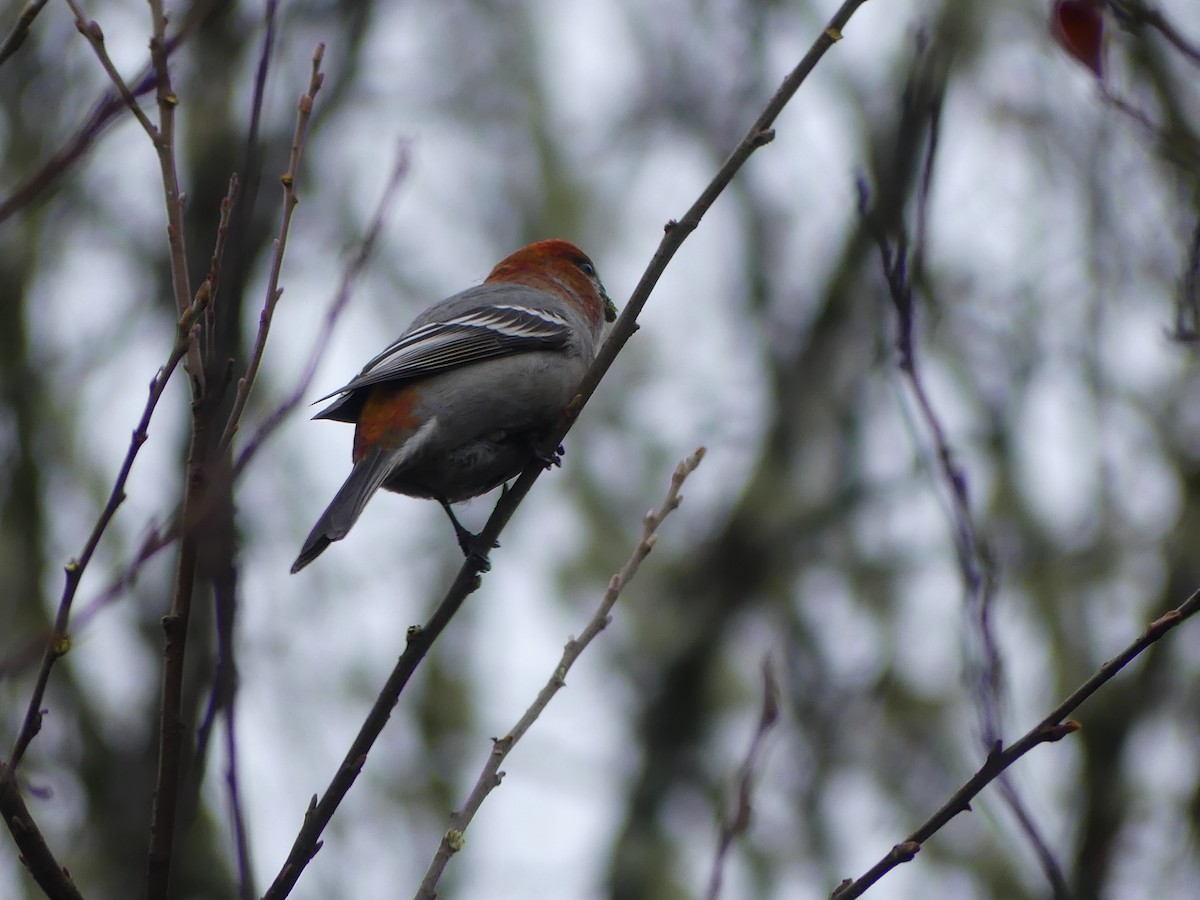 פתיאלי אורנים - ML646260406