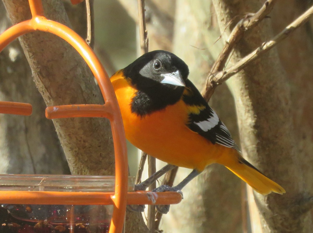 פזאי צפוני - ML646260407