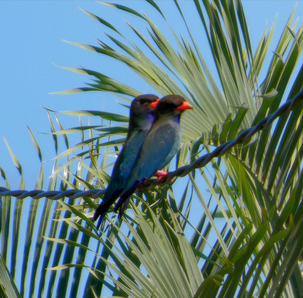 Dollarbird - ML646260408