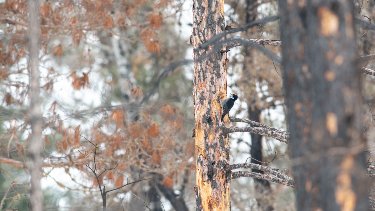 セグロミユビゲラ - ML646260409