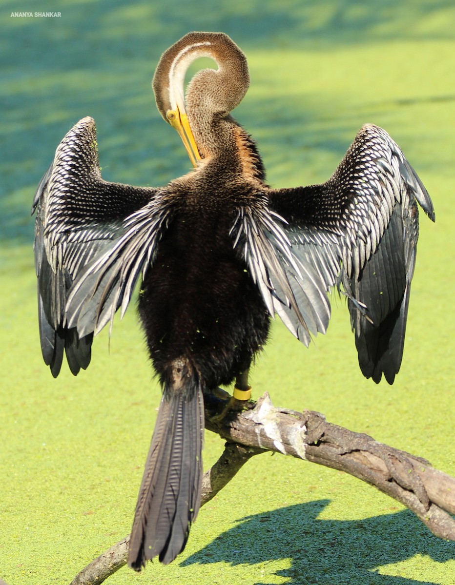 נחשון אסייתי - ML646260412