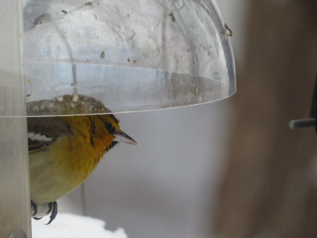 Bullock's Oriole - ML646260414