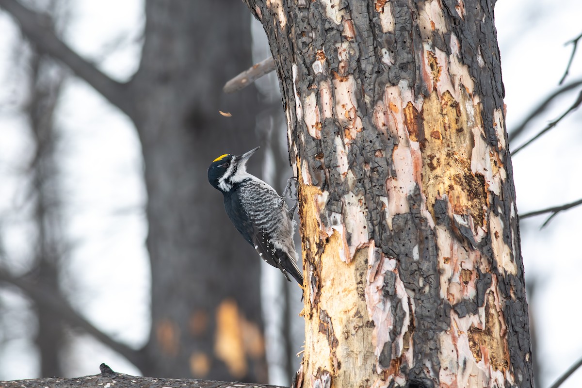 Black-backed Woodpecker - ML646260415